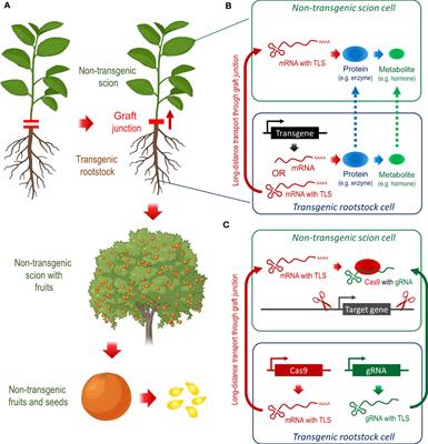 Citrus threat huanglongbing (HLB) - Could the rootstock provide the cure?